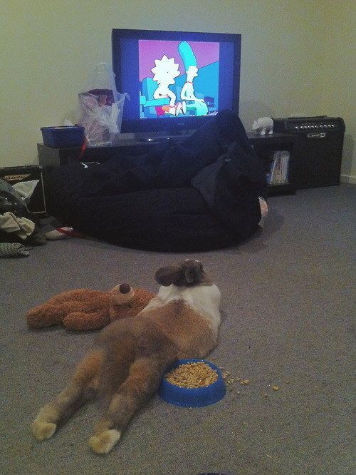 This bun enjoying some nightly cartoons. | 42 Pictures That Will Restore Your Faith In Cute