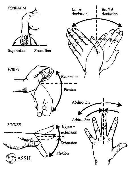 wrist joint movements | Essentials of Hand Surgery