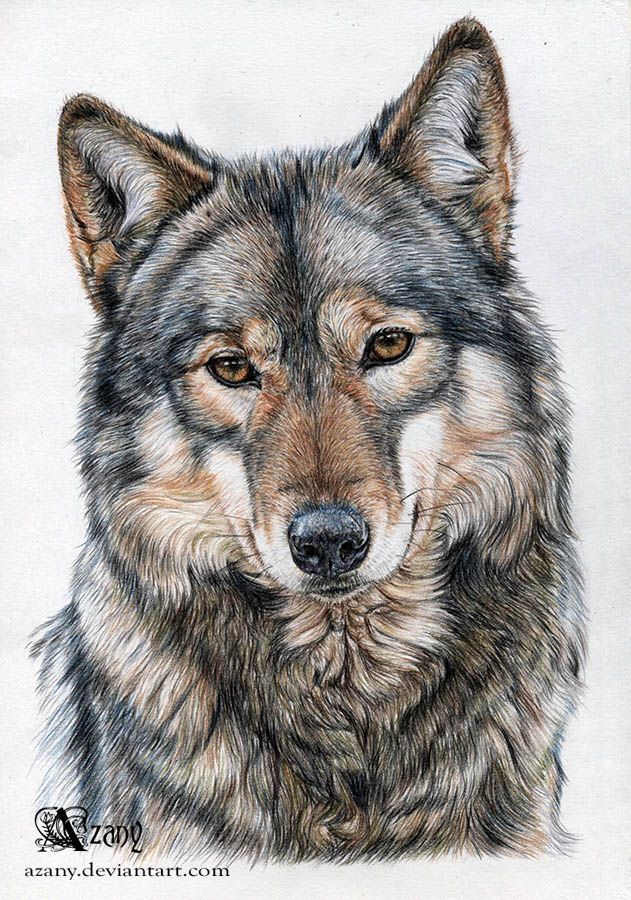 Yakima by Azany. Animal – Wolf – colored pencil