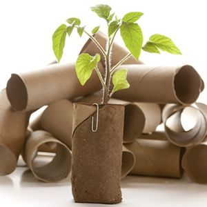 10 *Brilliant* Frugal Gardening Tricks! I’ve used the tp roll trick for a few years now. When I plant the roll I leave a bit of it