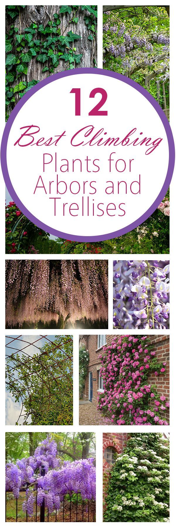 12 Best Climbing Plants for Arbors and Trellises. William – some great ideas for the condo after our wedding weddingmusicproje…