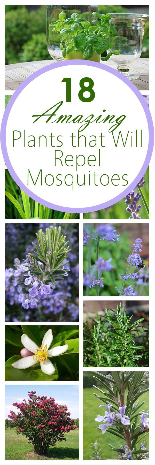 18 Amazing Plants that Will Repel Mosquitos