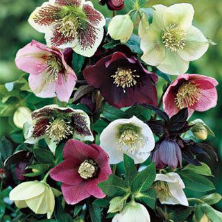 A shade-loving perennial that blooms from winter to spring in shades of red, green, near-black, white, and pink.