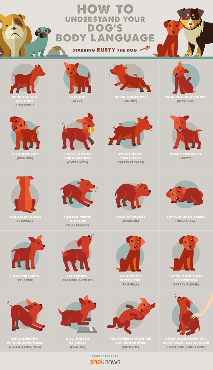 All of your dog’s body language finally explained (INFOGRAPHIC)