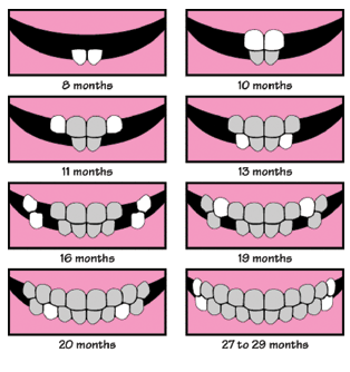 Baby teeth chart.  Good to know.