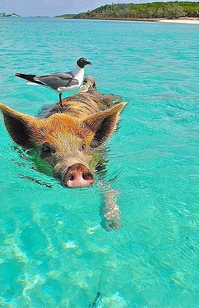 Before you die, you MUST visit Pig Island in the Bahamas.