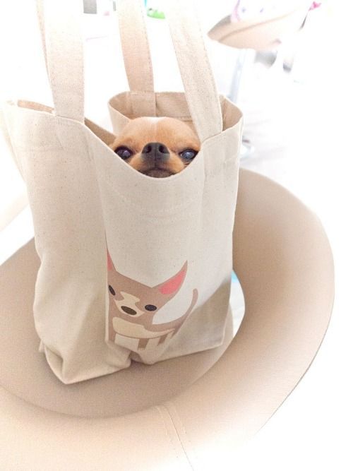 Chi in a Chi bag!!