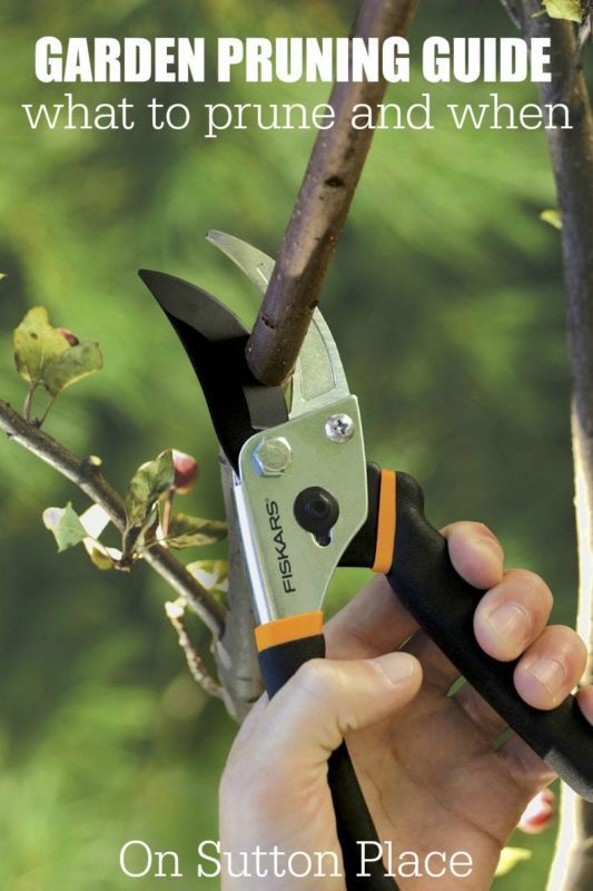 Garden Pruning Guide | List of easy to grow plants and when to prune from a DIY gardener. This is broken down into types of plants