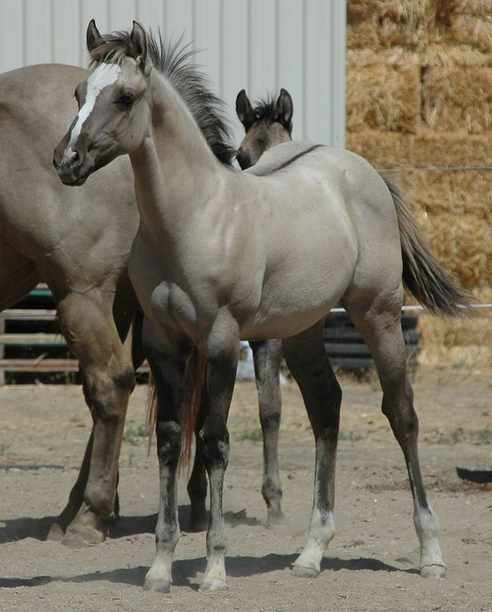 Grulla foal, beautiful! #horses