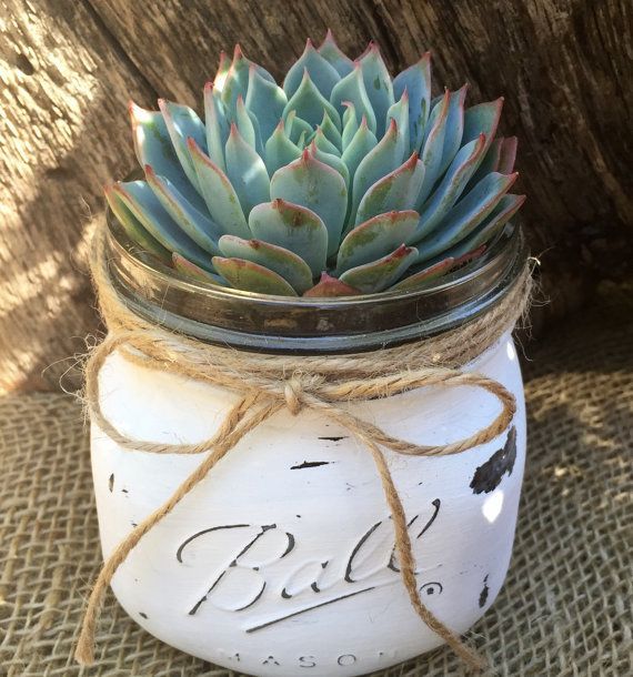 Hand Painted White Vintage Mason Jar with Premium Succulent // Shabby Chic // Rustic // Distressed // Succulents by Succulent