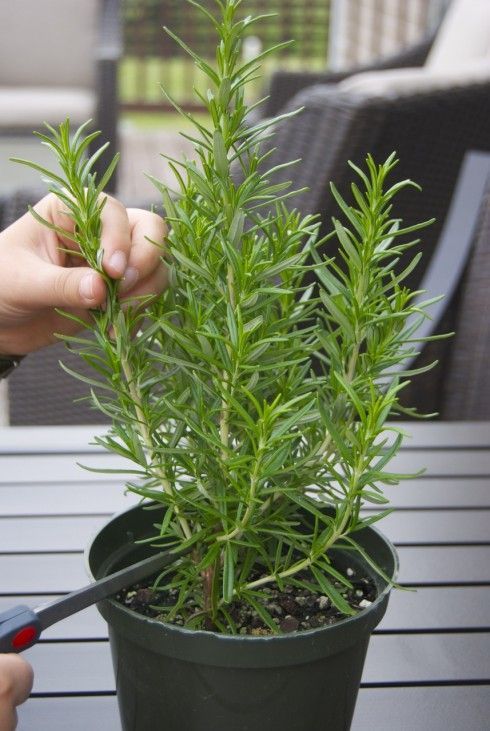 How to propagate rosemary and lavender; also works for basil