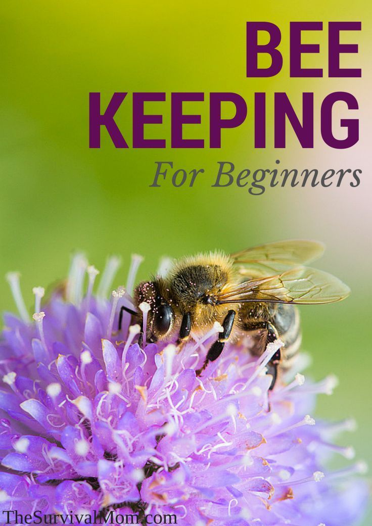 Not every new beekeeper has an easy go of it at first. Read this beginner’s experiences.