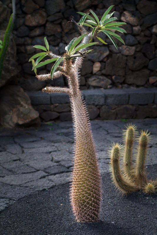 Pachypodium lamerei,