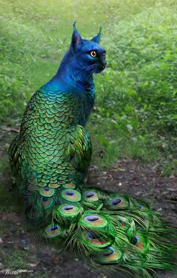 Peacock Cat. I would love to have a statue like this.