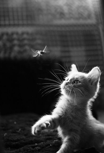 Tiny Cat.