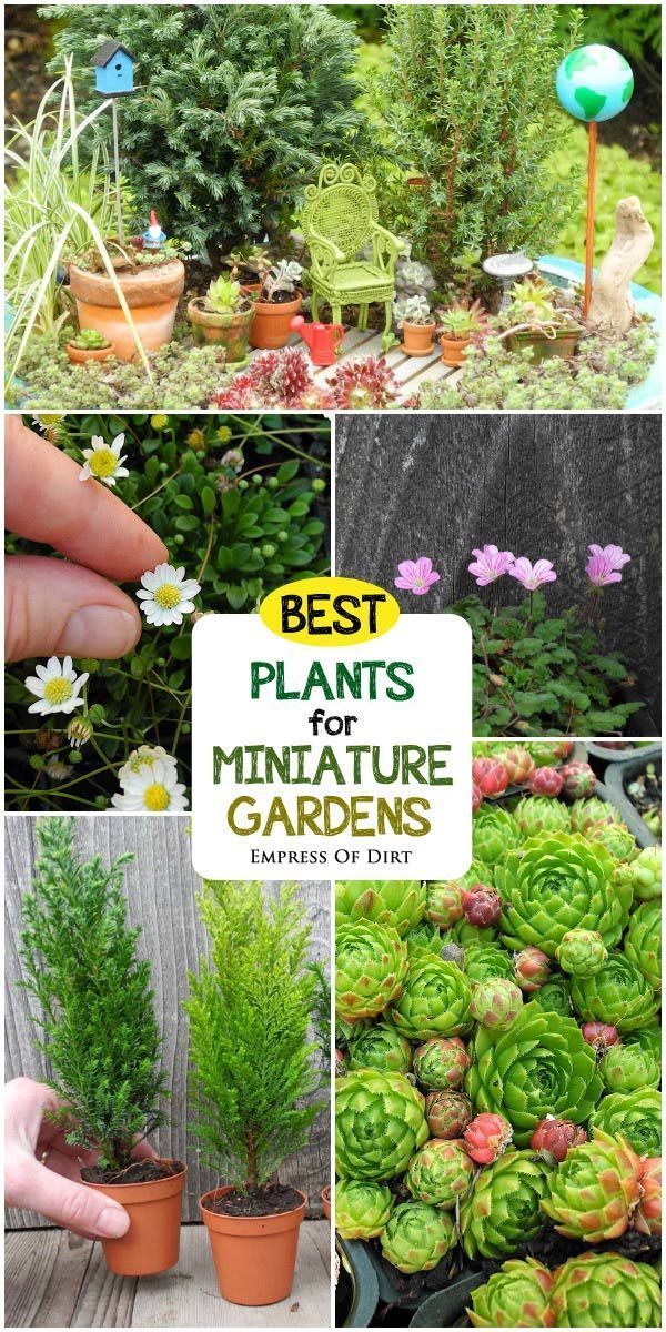 Want to create a miniature garden with living plants? This guide by expert Janit Calvo has all the information and resources you