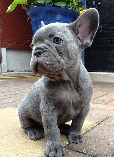 Blue And Chocolate French Bulldogs UK | PAST PUPPIES