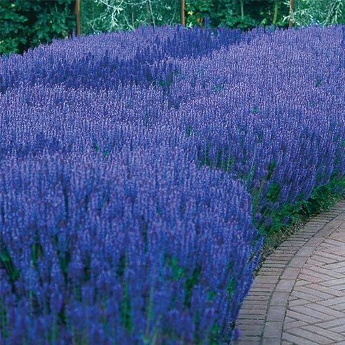 Blue Queen Salvia – Blooms profusely for months! Enjoy summer-long beauty year after year with this brilliant violet-blue Salvia,