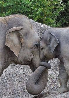 Elephant Love