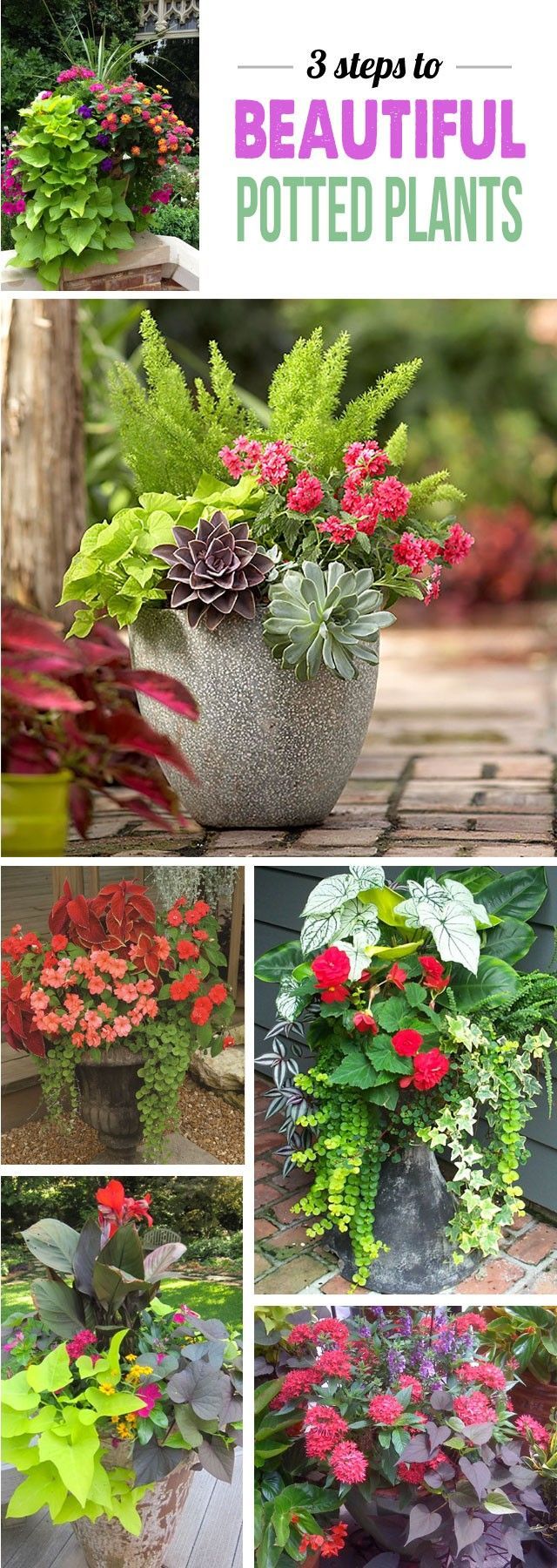 Great tips for making stunning potted plant arrangements – can’t wait to add some color to my deck!