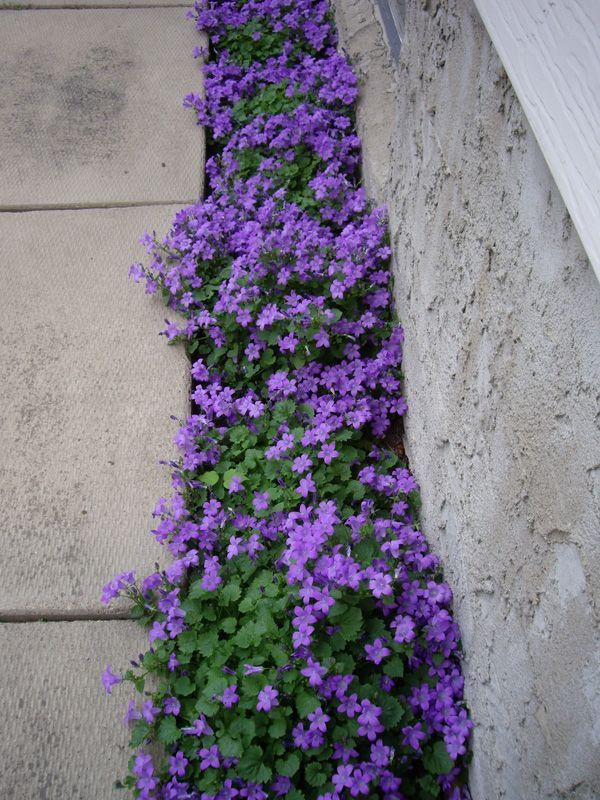 Hardy Groundcover with purple flowers :)
