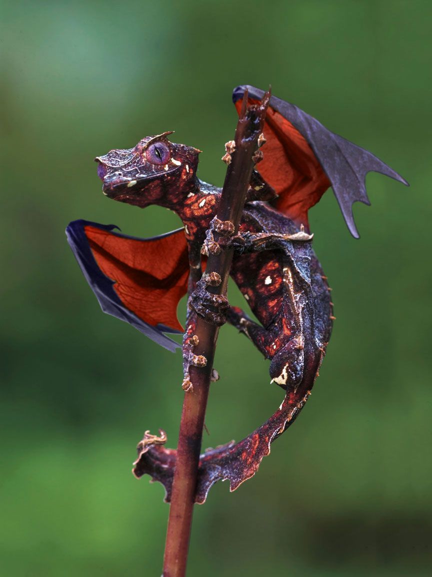 Satanic leaf tailed Gecko. It’s like a real life Dragon!