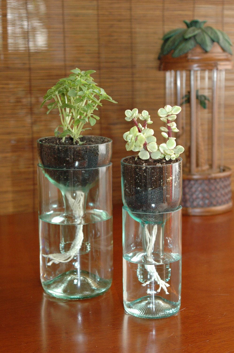 Self watering planter made from recycled wine bottle.