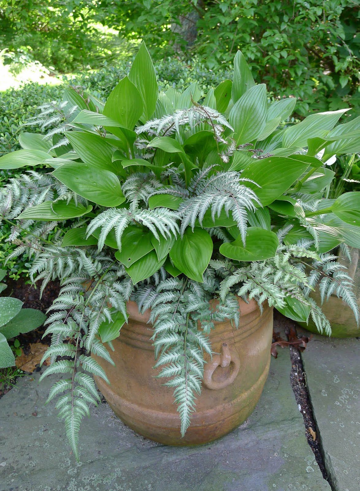 SHADE – Japanese painted fern (Athyrium niponicum var. pictum) and hostas (Hosta ‘Clausa’).