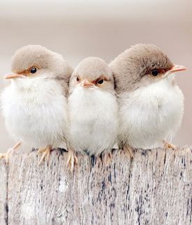 soft trio of fairy wrens