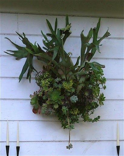 Staghorn fern and succulents! Wow so cool. – Ok, it does not get much better than this!