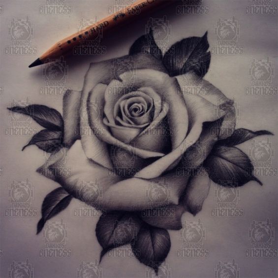 Tattoo Realistic rose drawing by Madeleine hoogkamer