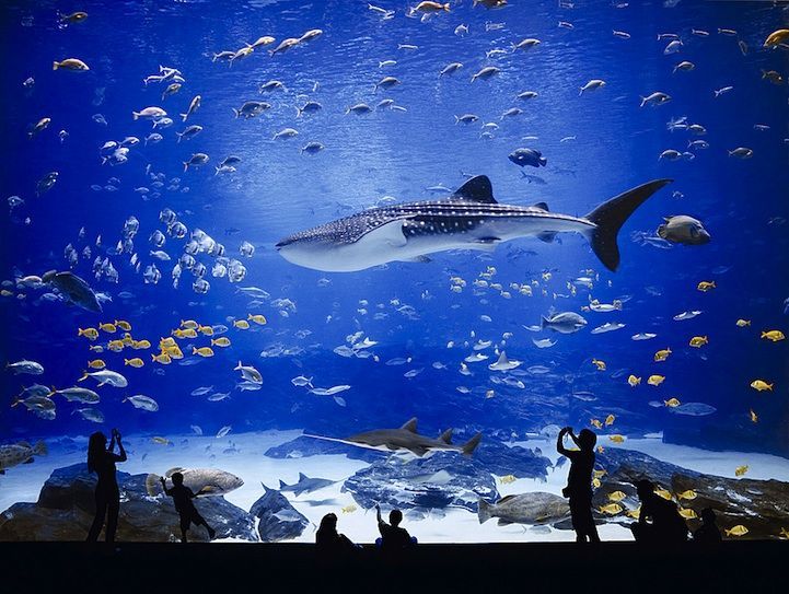 The Georgia Aquarium, located in Atlanta, Georgia, is the world’s largest aquarium with more than 8.5 mill