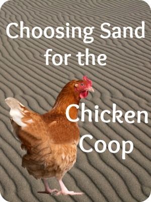 Using Sand in the Coop – It stays where you put it, keeps the water dishes clean, provides manicures for y
