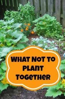 What Not to Plant Together – Gardening Tips