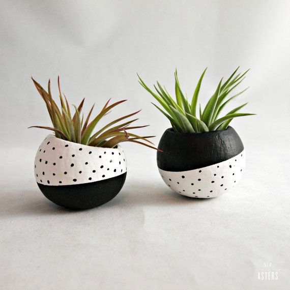 Air plant pods make a modern statement in black and white.
