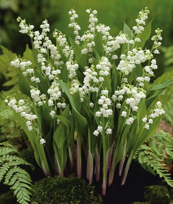 “An all-time favorite perennial. The sweet scent of Lily-of-the-Valley will fill the garden in early sprin