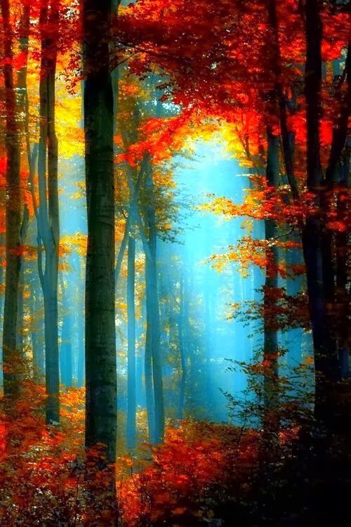 Beautiful Sunlight Through the Trees In Autumn
