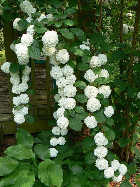 climbing hydrangea. Soo pretty