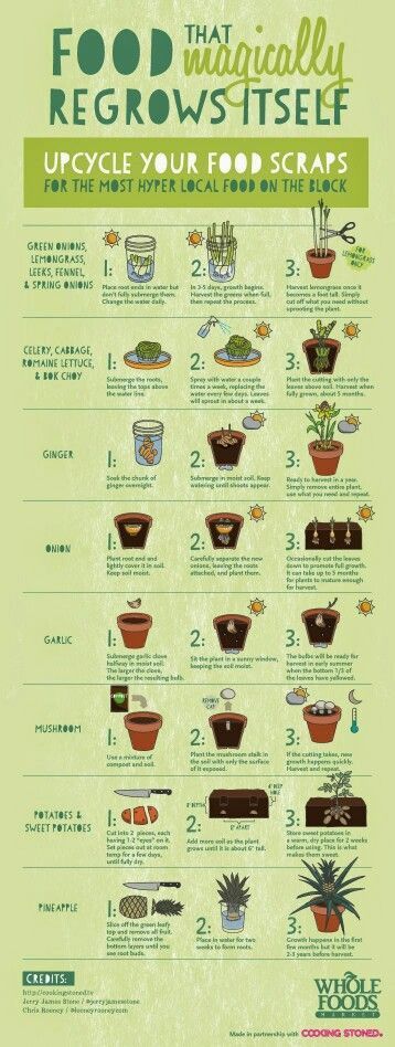 Food that magically regrows itself! I bet my kids would love watching what happens with their uneaten vege