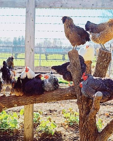 Great DIY Roost for your chicken run.
