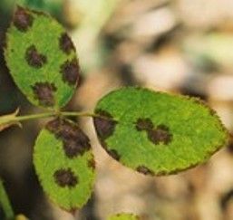 Help for black spot on roses mix 2-3 tablespoons of vinegar with a gallon of water, spray on plants when t