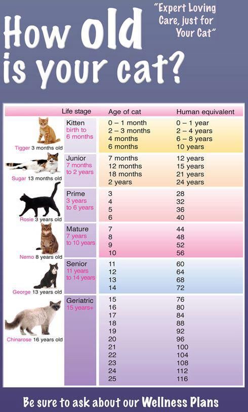 How old is your cat?