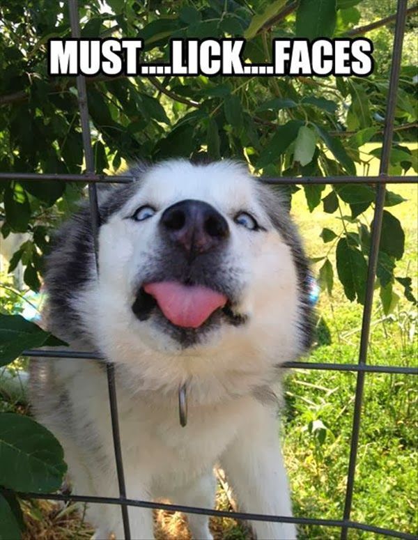 Kissing Husky Fun Claw – Funny Cats, Funny Dogs, Funny Animals: Funny Cats And Dogs – 22 Pics