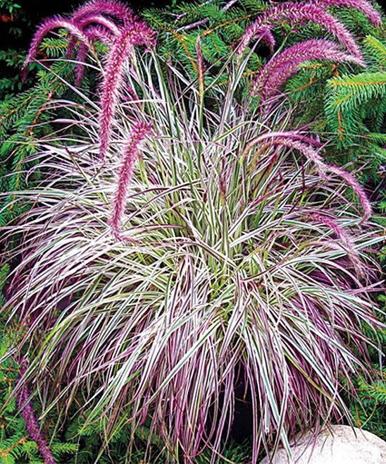 Live Cherry Sparkler Fountain Grass Enjoy a lush burst of fresh color in your garden with this cheerful fo