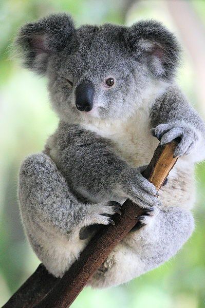 Lone Pine Koala Sanctuary – must see in Brisbane, Australia – can hug a koala and hand-feed kangaroos here