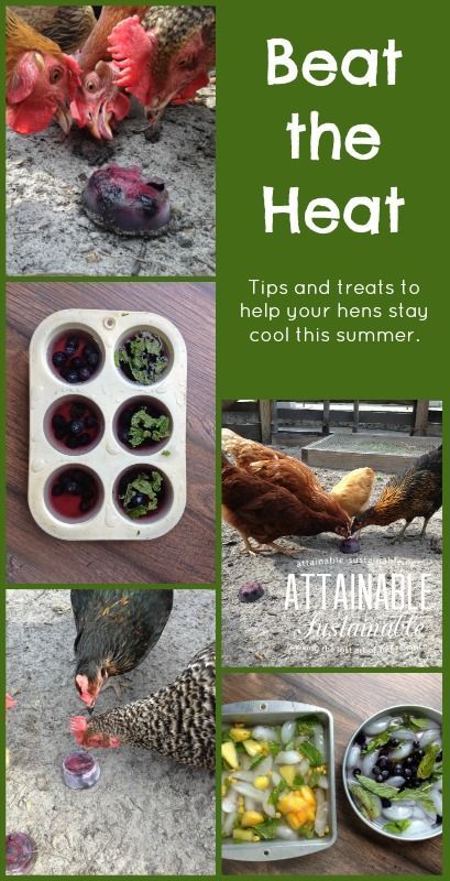 Looking for a way to keep your chickens cool in the summertime heat? Here are some ideas for you!
