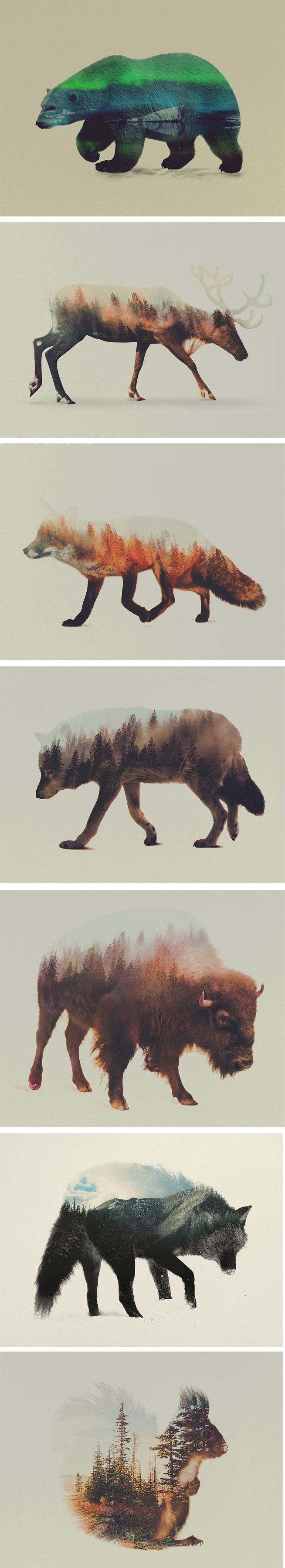 Norwegian visual artist Andreas Lie merges verdant landscapes and photographs of animals to creates subtle