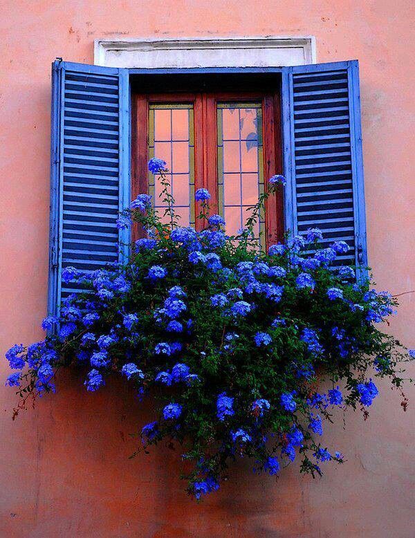 Parede rosa com janelas azuis e flores