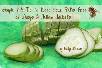 Prevention of wasps and yellow jackets. Slice a fresh cucumber into thin slices and arrange them in a sing