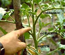 Pruning Tomato Plants: how to prune tomatoes – All  Tomato